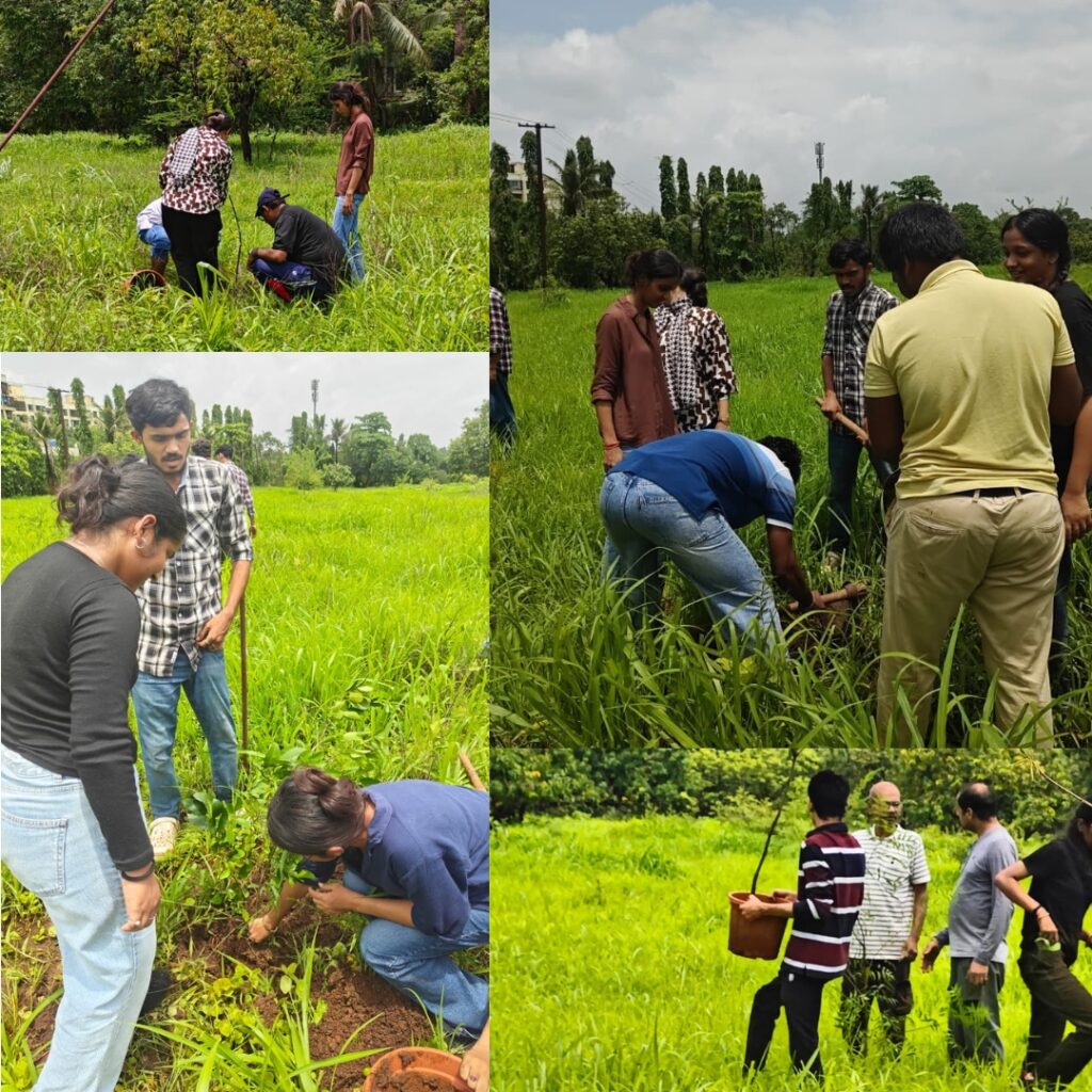 TREE PLATATION DRIVE HULAHUL 2026
