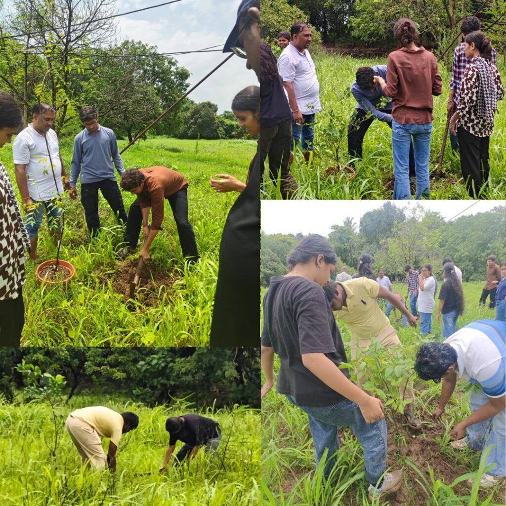 TREE PLATATION DRIVE HULAHUL 2026